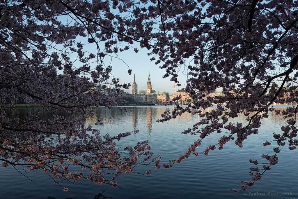 Binnenalster im Frühling