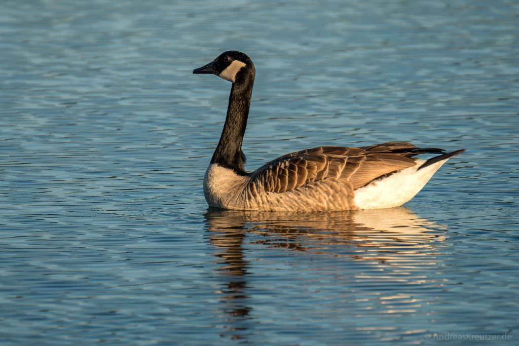 Kanada-Gans auf der Elbe