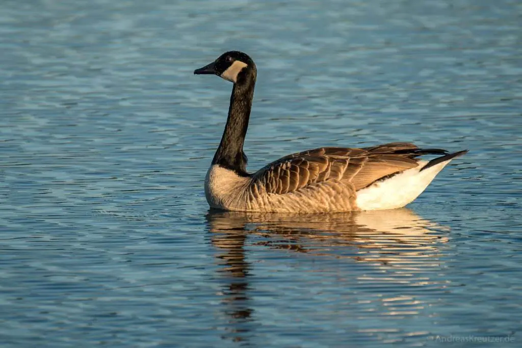Kanada-Gans auf der Elbe