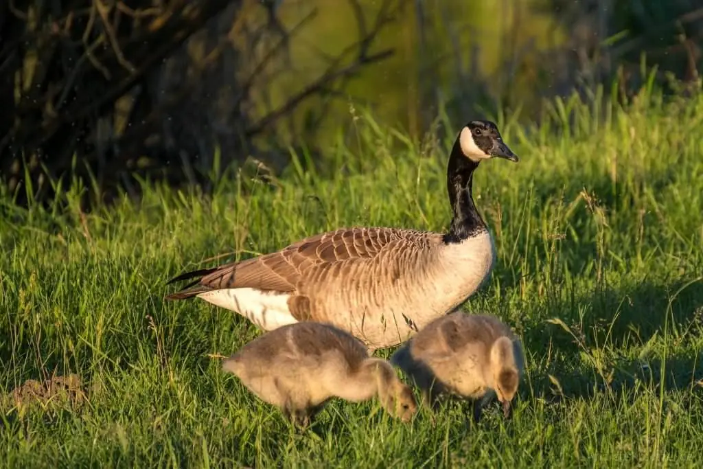 Kanada-Gans mit Küken