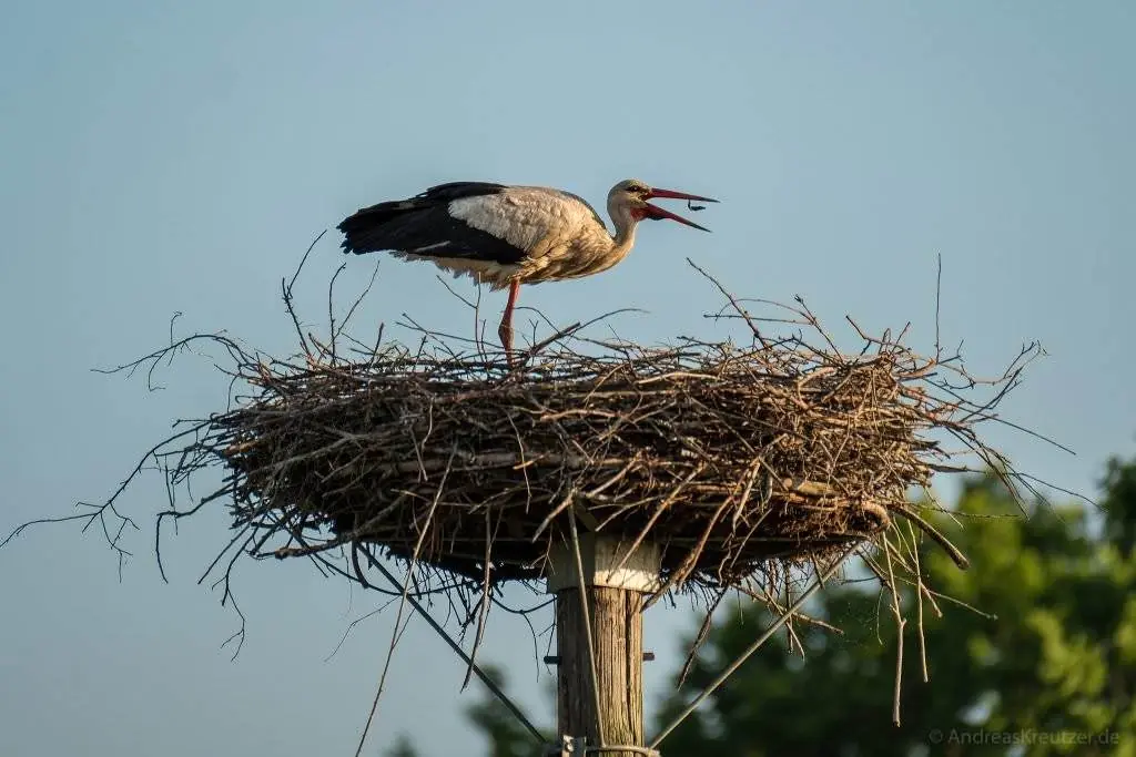 Storch beim Abendbrot