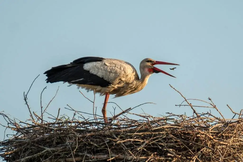 Storch beim Essen