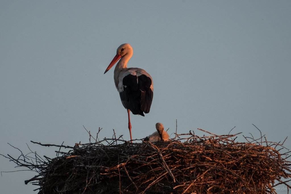 Storch mit Küken an der Elbmarsch