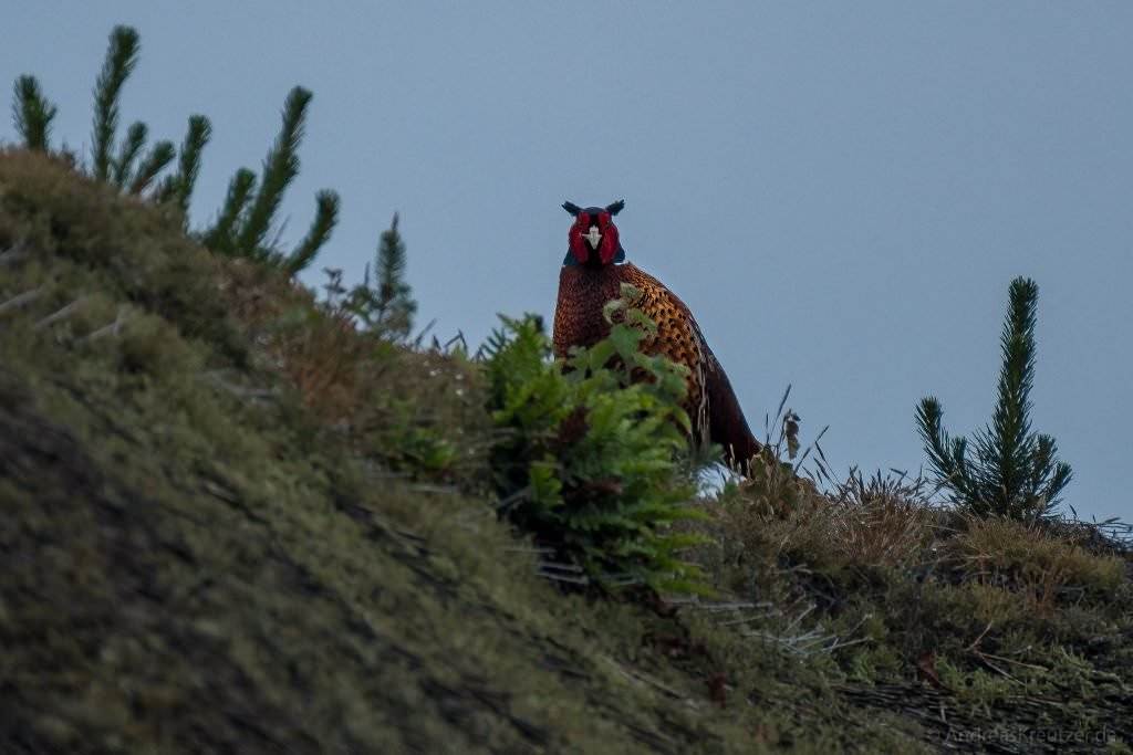 Fasan auf Römö