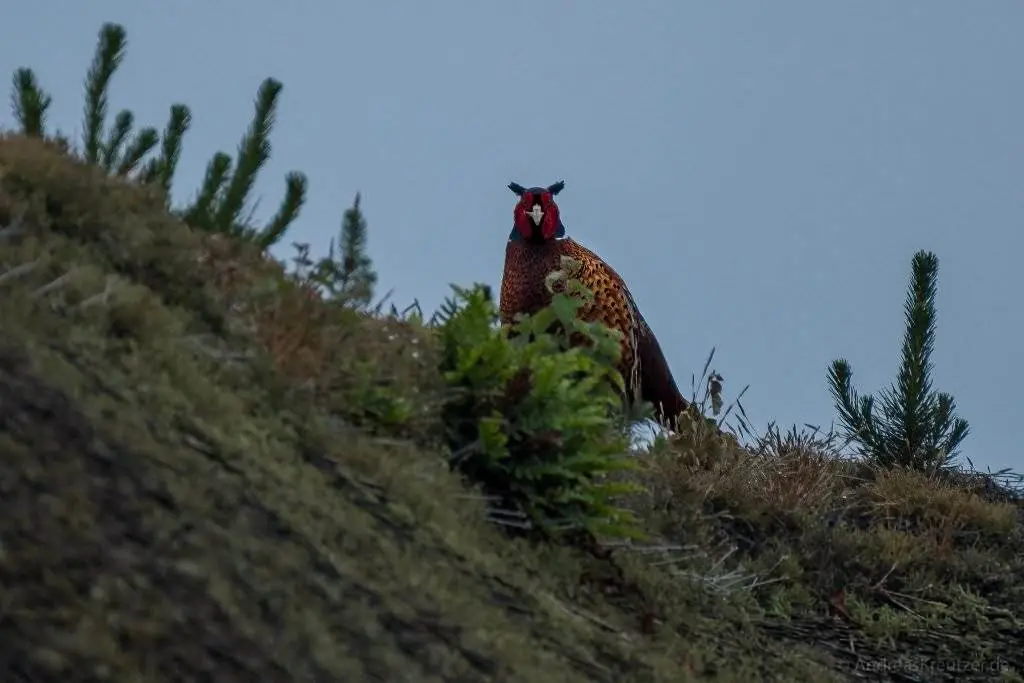 Fasan auf Römö