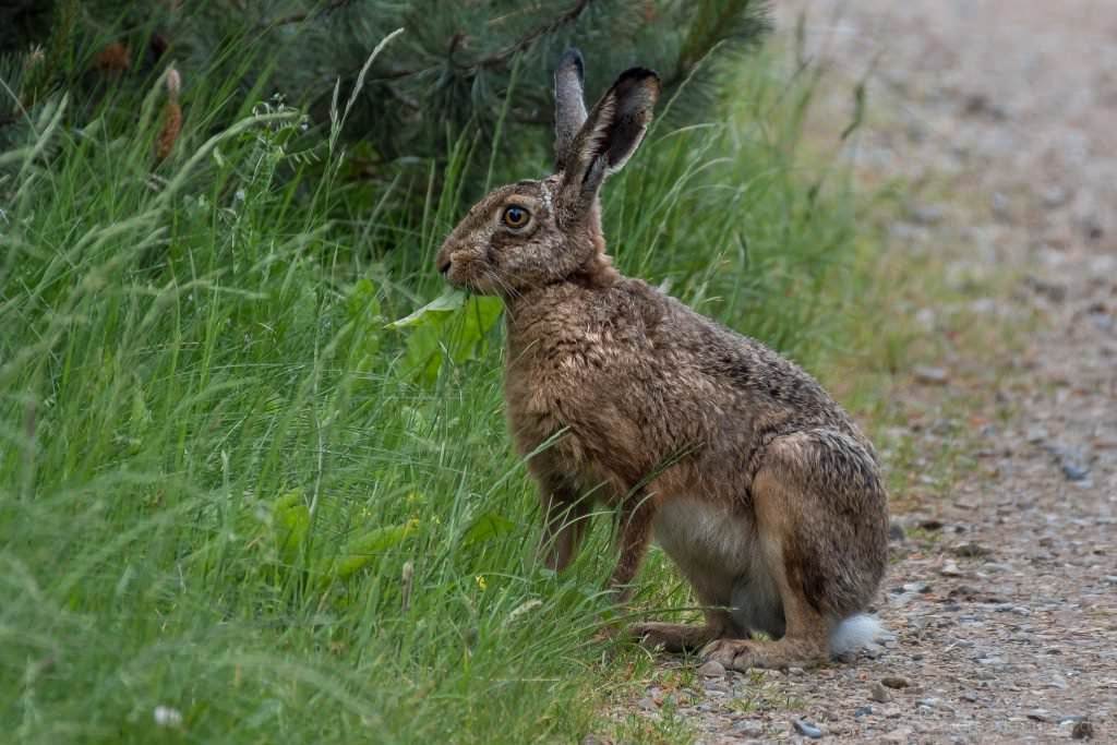 Hase auf Römö