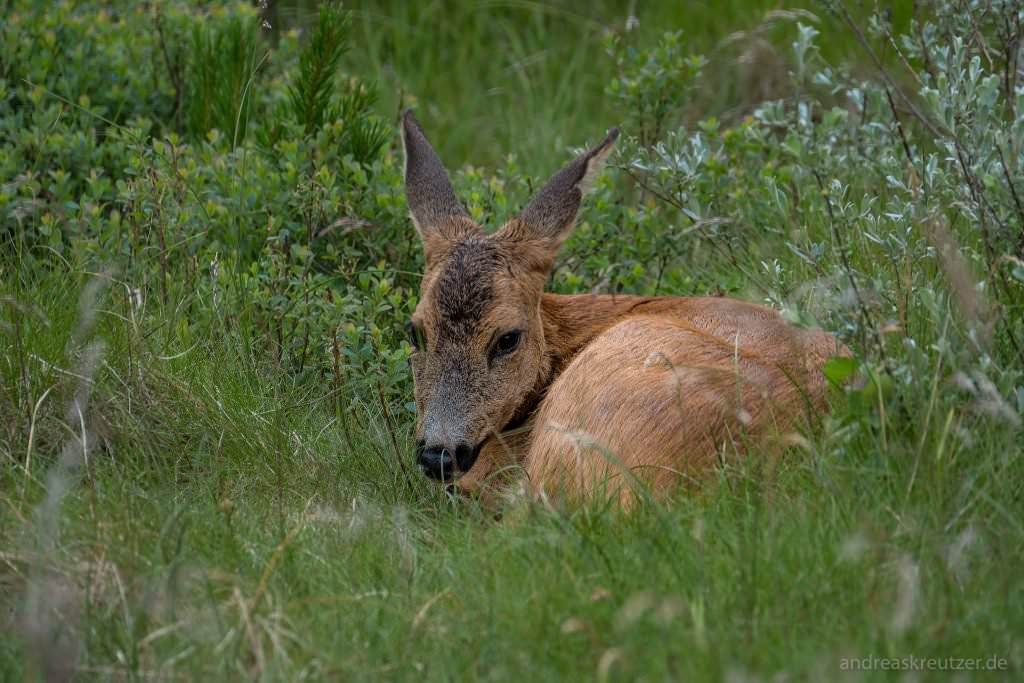 Reh in der Heide auf Römö