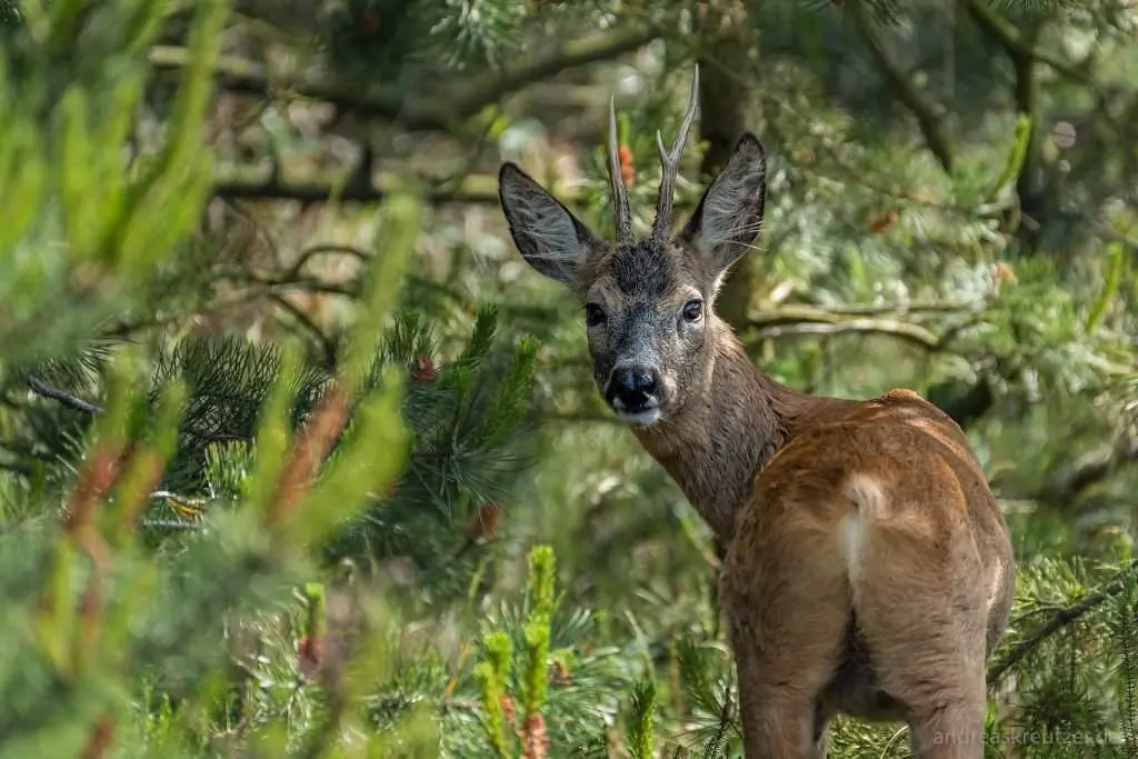 Rehbock in der Heide auf Römö
