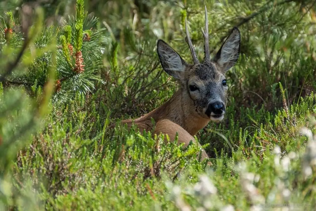 Rehbock in der Heide auf Römö
