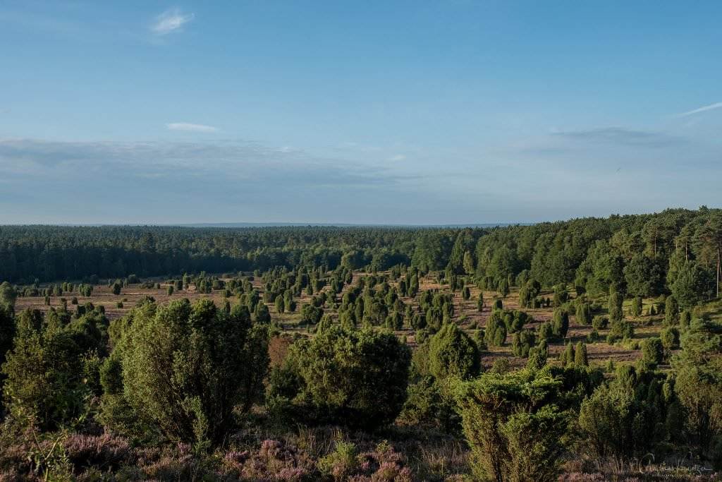 Blick auf den Steingrund in der Lüneburger Heide