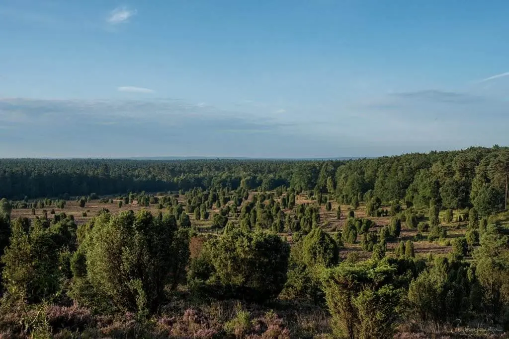 Blick auf den Steingrund in der Lüneburger Heide
