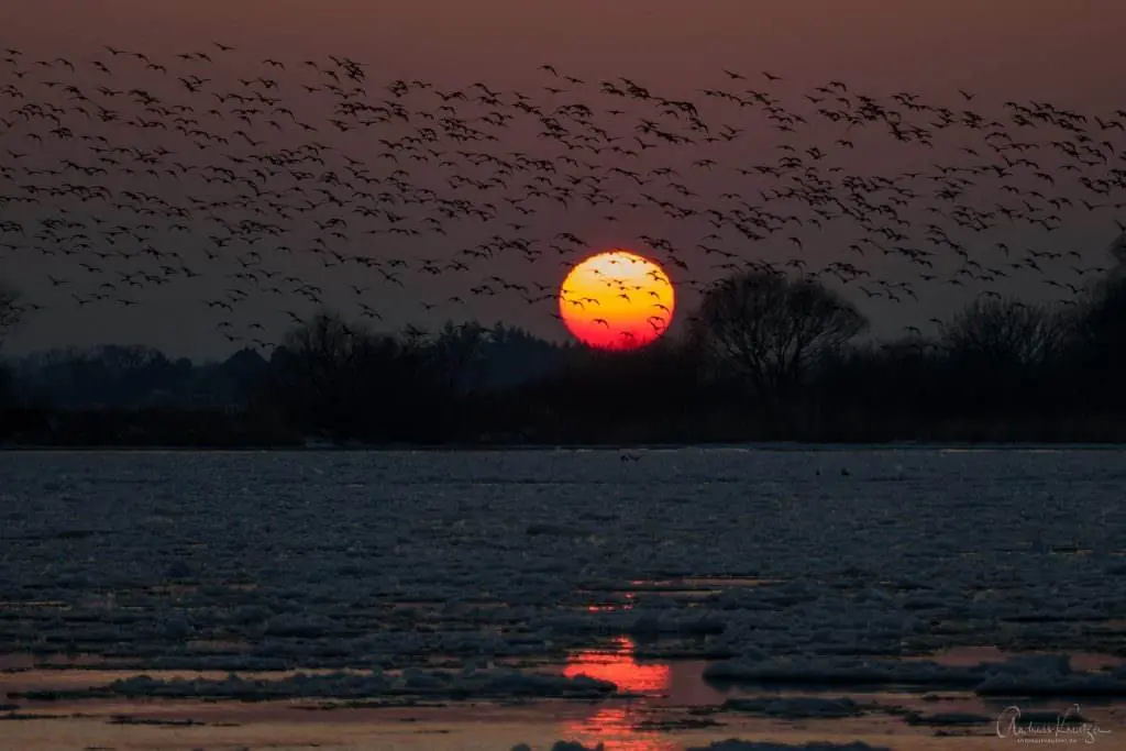 Sonnenuntergang an der Elbe