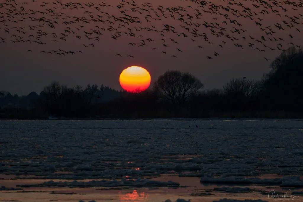 Sonnenuntergang an der Elbe