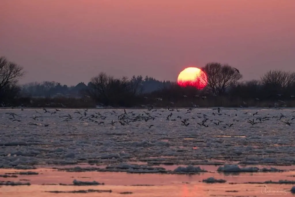 Sonnenuntergang an der Elbe