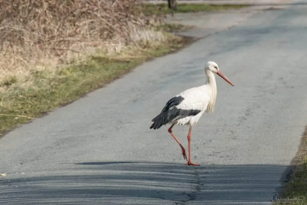 Storch dem Marschbahndamm
