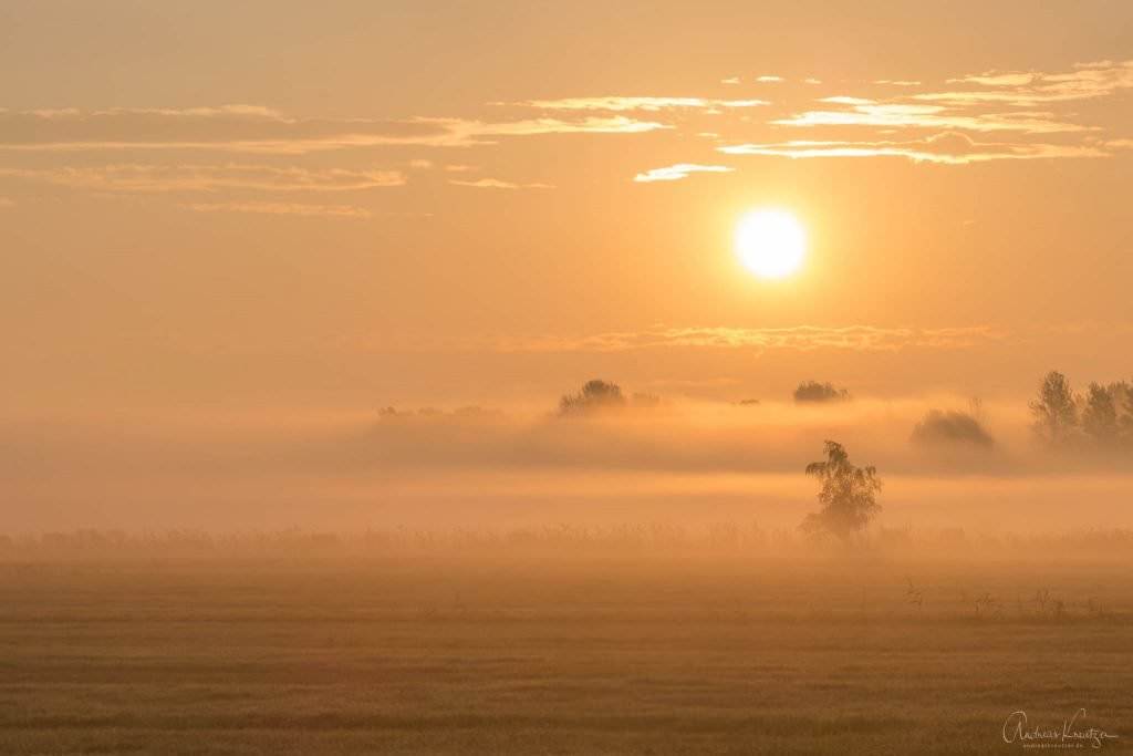 Sonnenaufgang mit Nebel in Billwerder