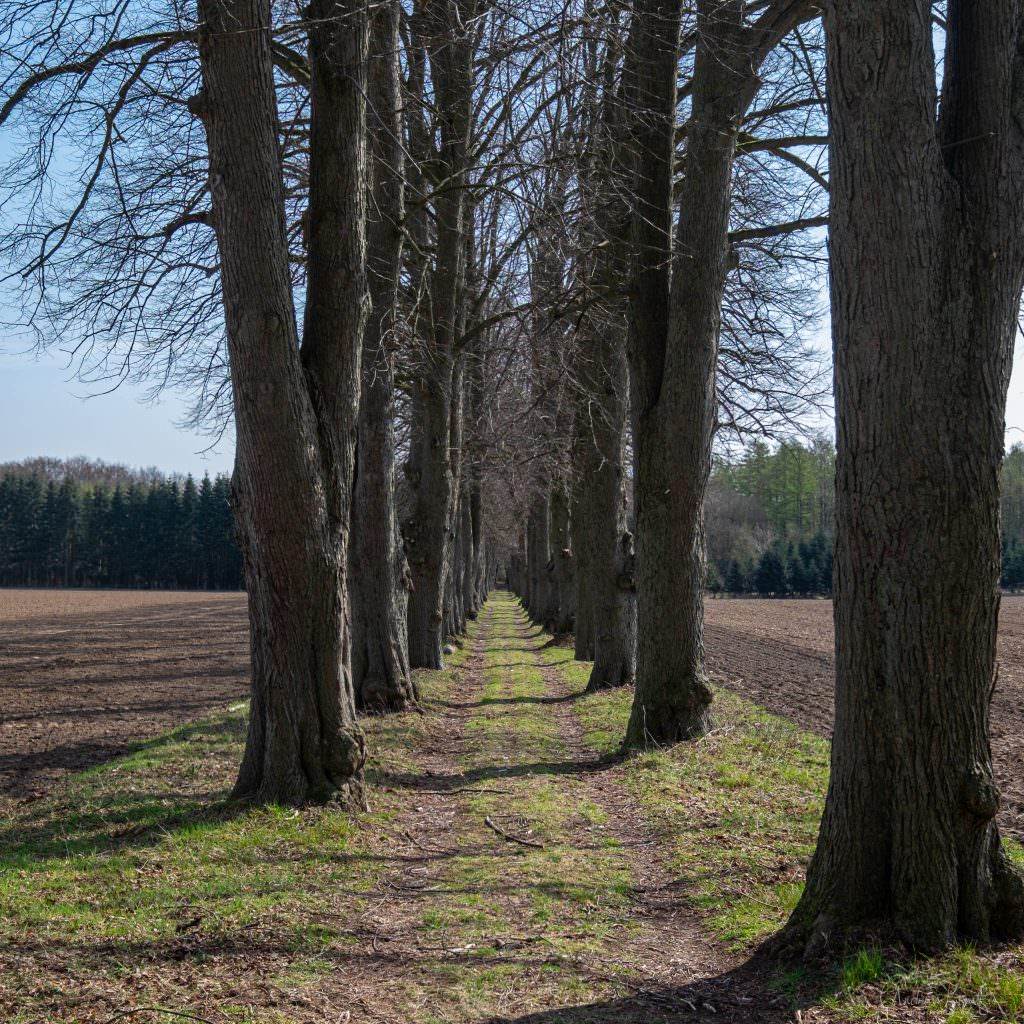 Allee bei Schloss Wotersen