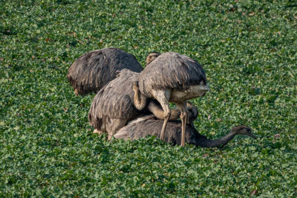Nandus am Ratzburger See