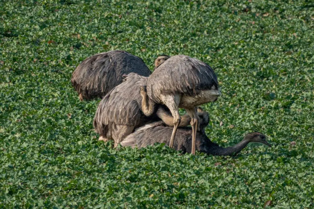 Nandus am Ratzburger See
