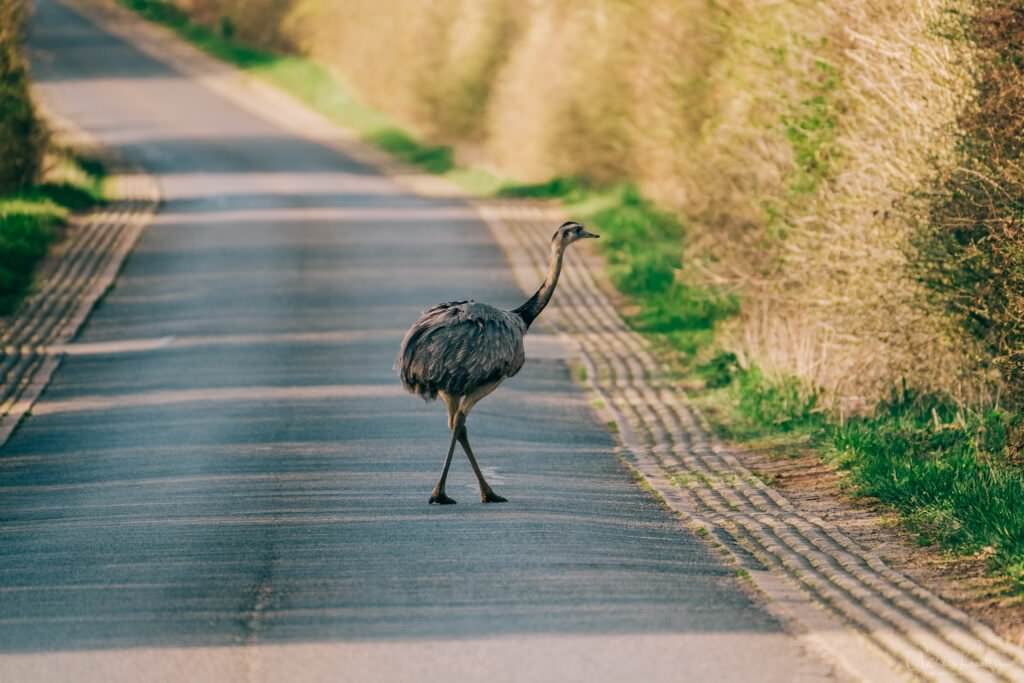 Nandu auf der Strasse