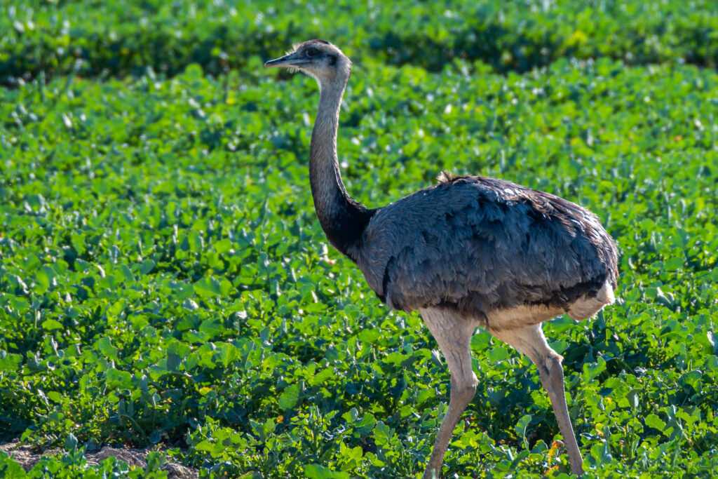 Nandu beim Ratzeburger See