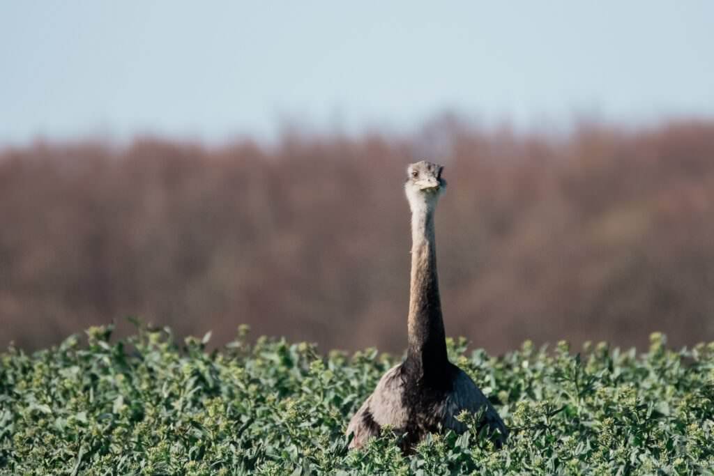 Nandu im Rapsfeld