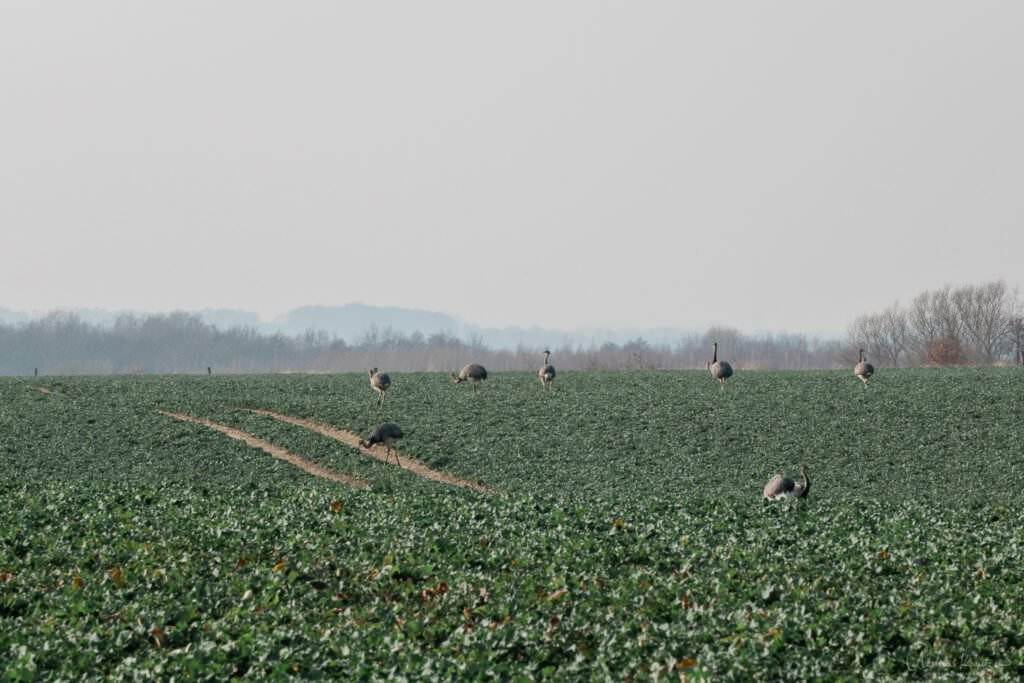 Nandus im Rapsfeld