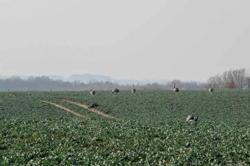 Nandus im Rapsfeld