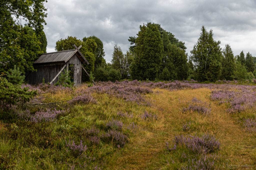 Lüneburger Heide bei Wilsede
