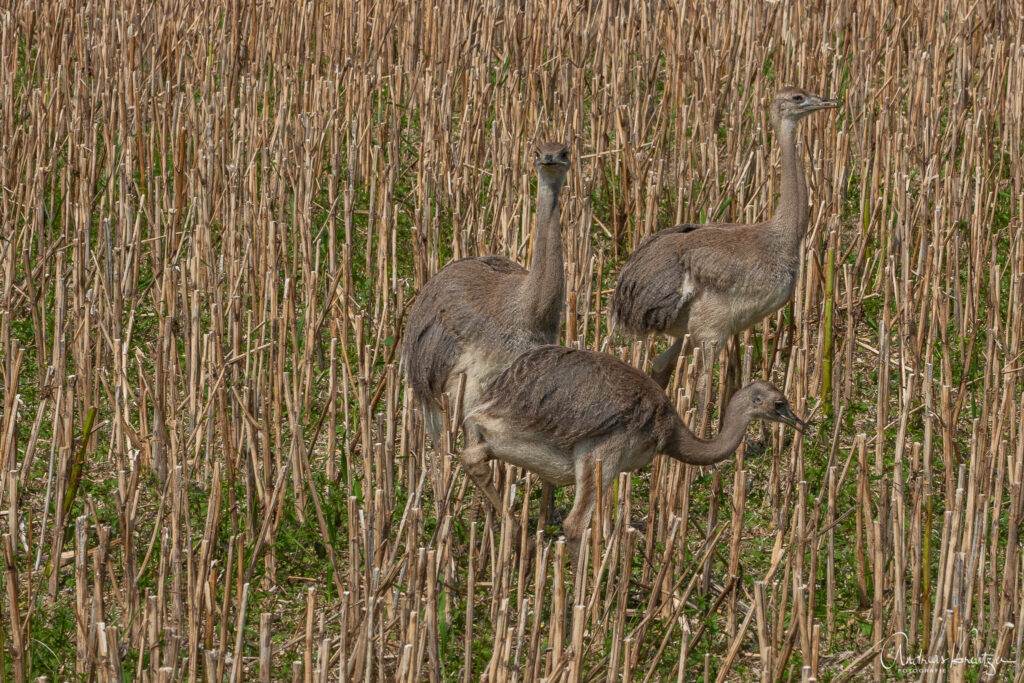 Drei Nandu Küken