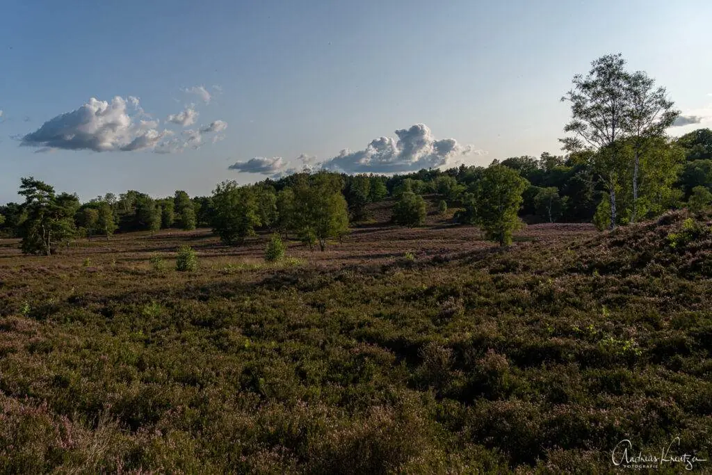 Fischbeker Heide