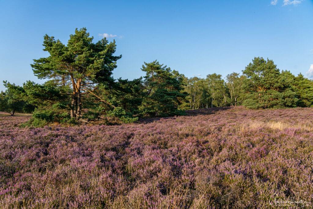 Fischbeker Heide