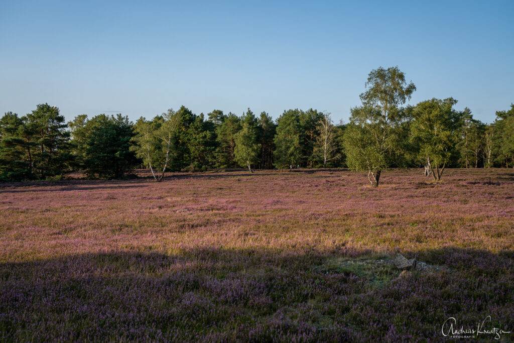 Fischbeker Heide