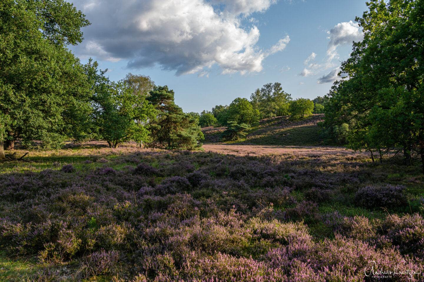 Fischbeker Heide
