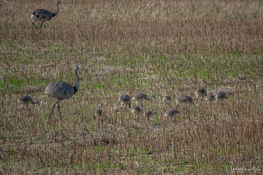 Nandus mit Küken