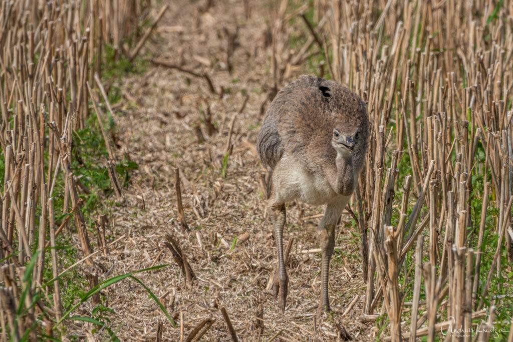 Nundu Küken am Ratzeburger See