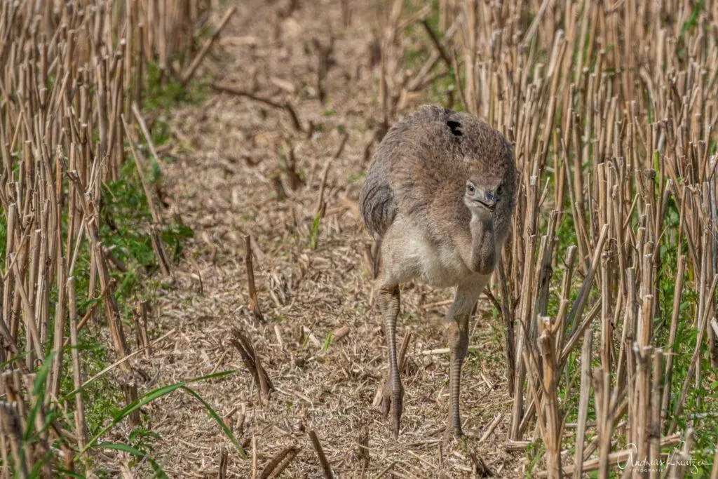 Nundu Küken am Ratzeburger See