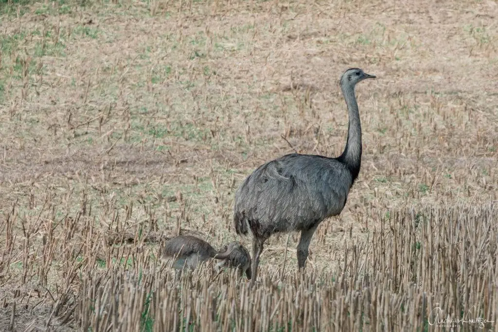 Nundu mit Küken