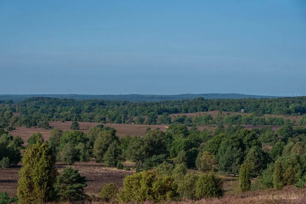 Blick vom Wilseder Berg