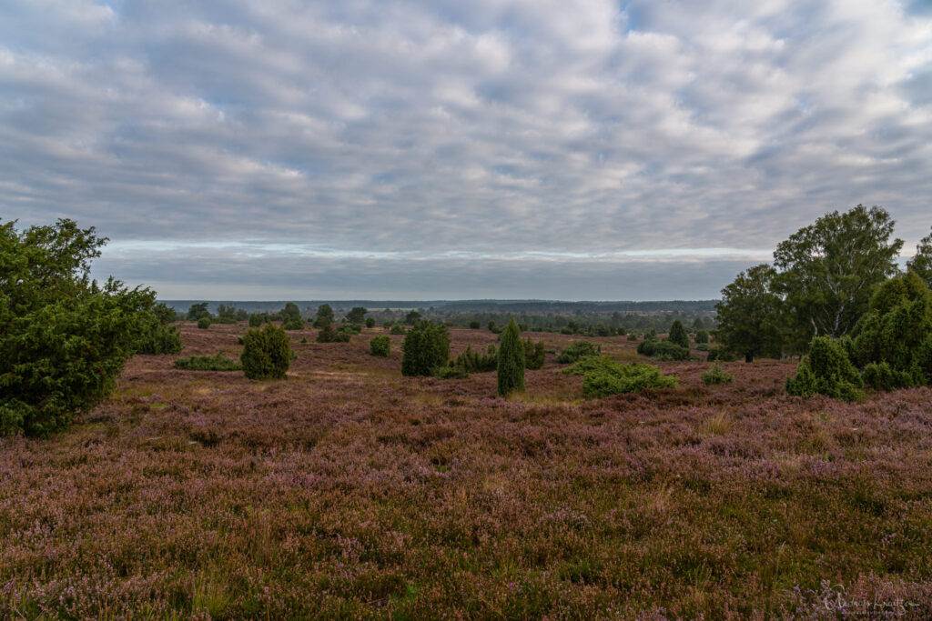 Lüneburger Heide bei Undeloh