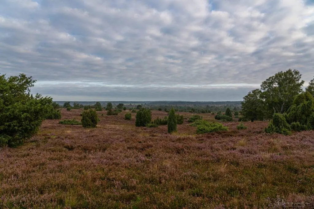 Lüneburger Heide bei Undeloh
