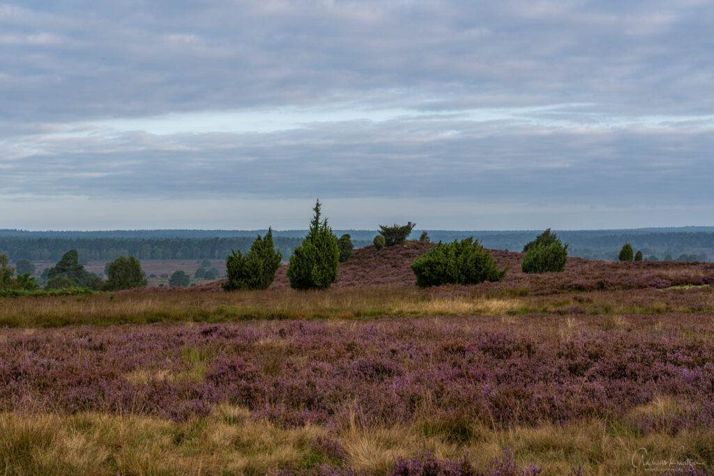 Lüneburger Heide bei Undeloh