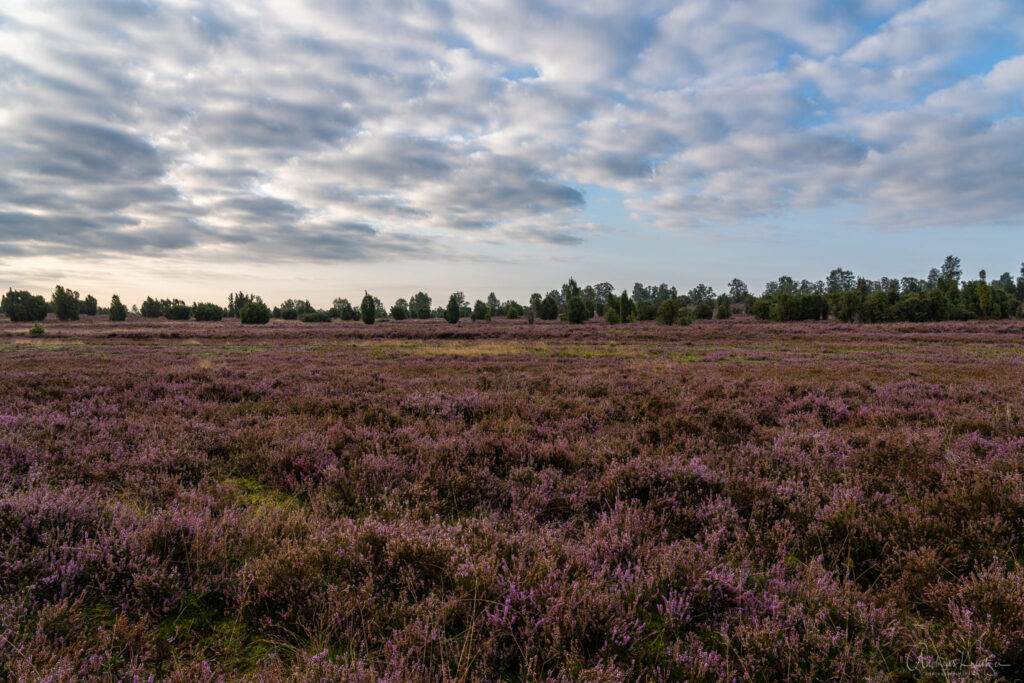 Lüneburger Heide bei Undeloh