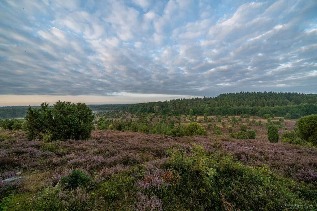 Steingrund in Lüneburger Heide