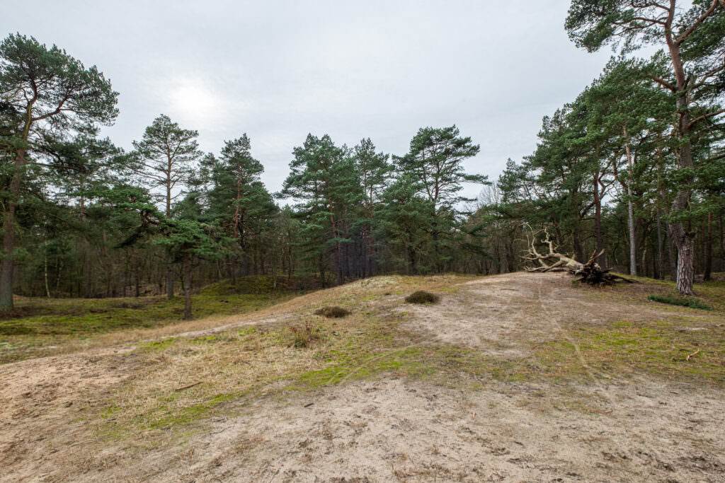 Besenhorster Sandberge