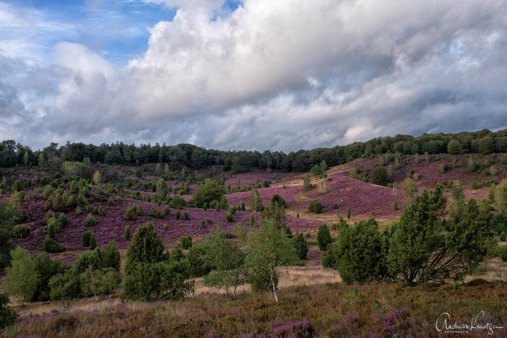 Lüneburger Heide Totengrund