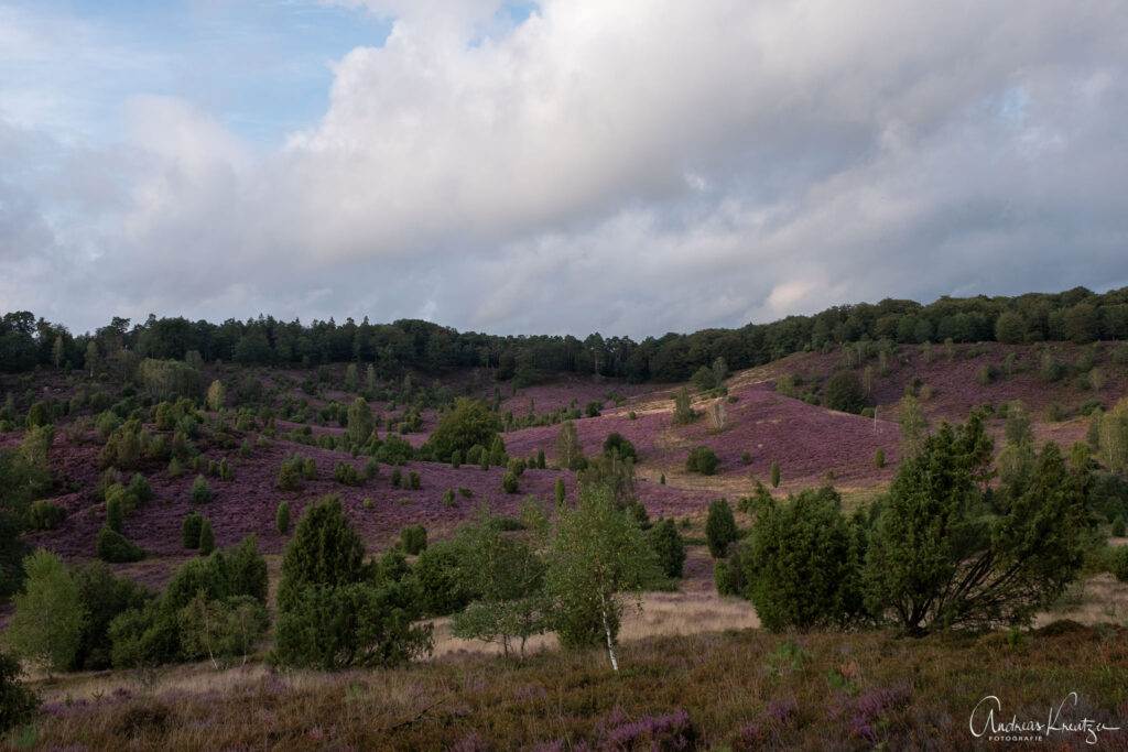 Lüneburger Heide Totengrund