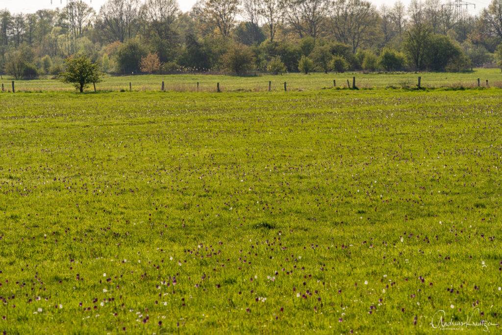 Schachbrettblumen in der Seeveniederung