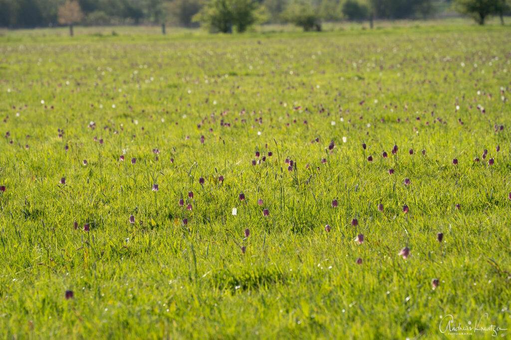 Schachbrettblumen in der Seeveniederung
