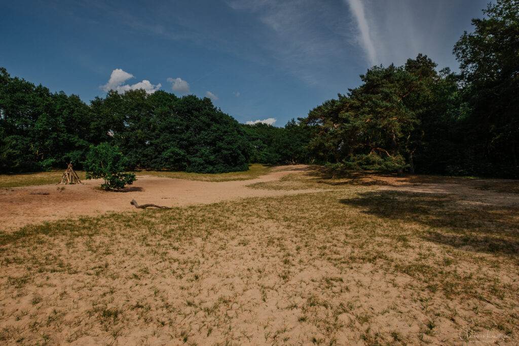 Große Sandbank in der Wittenbergener Heide